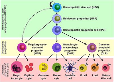 Frontiers | The Roles Of Cholesterol And Its Metabolites In Normal And ...